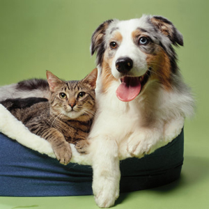 Cat and Dog